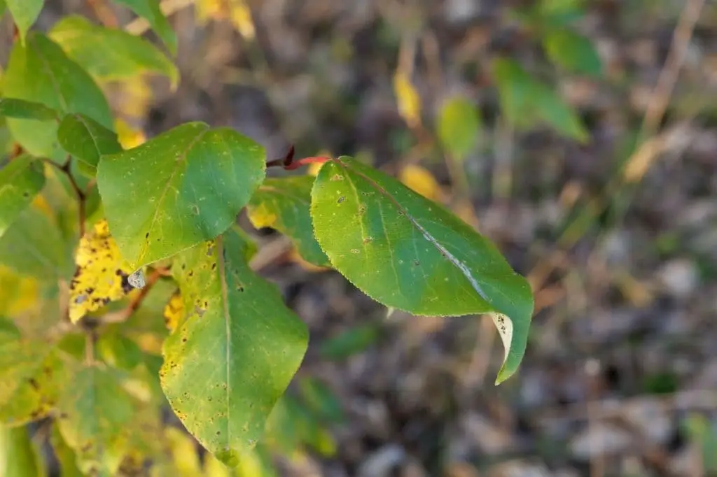 Western Balsam Poplar (Populus trichocarpa)