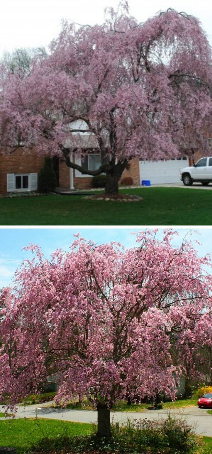 Weeping Cherry