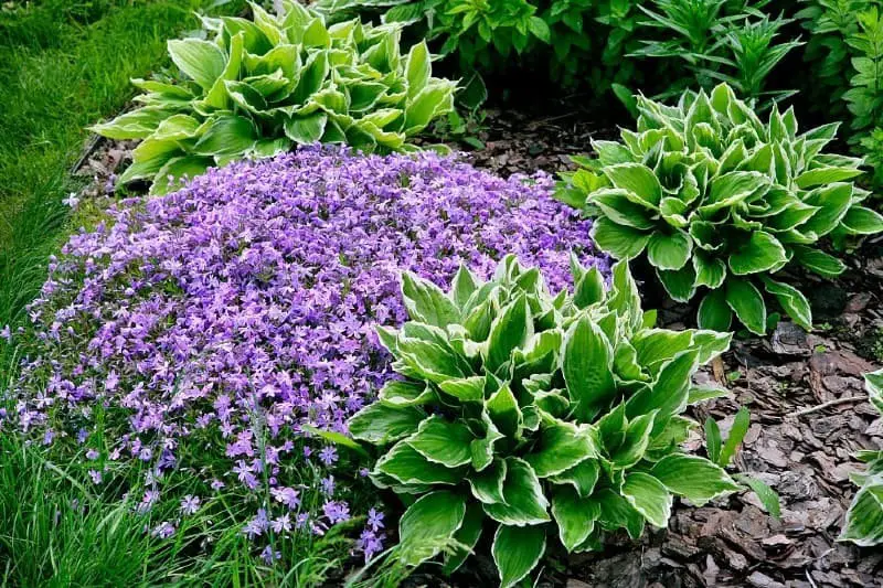 Ground cover plants