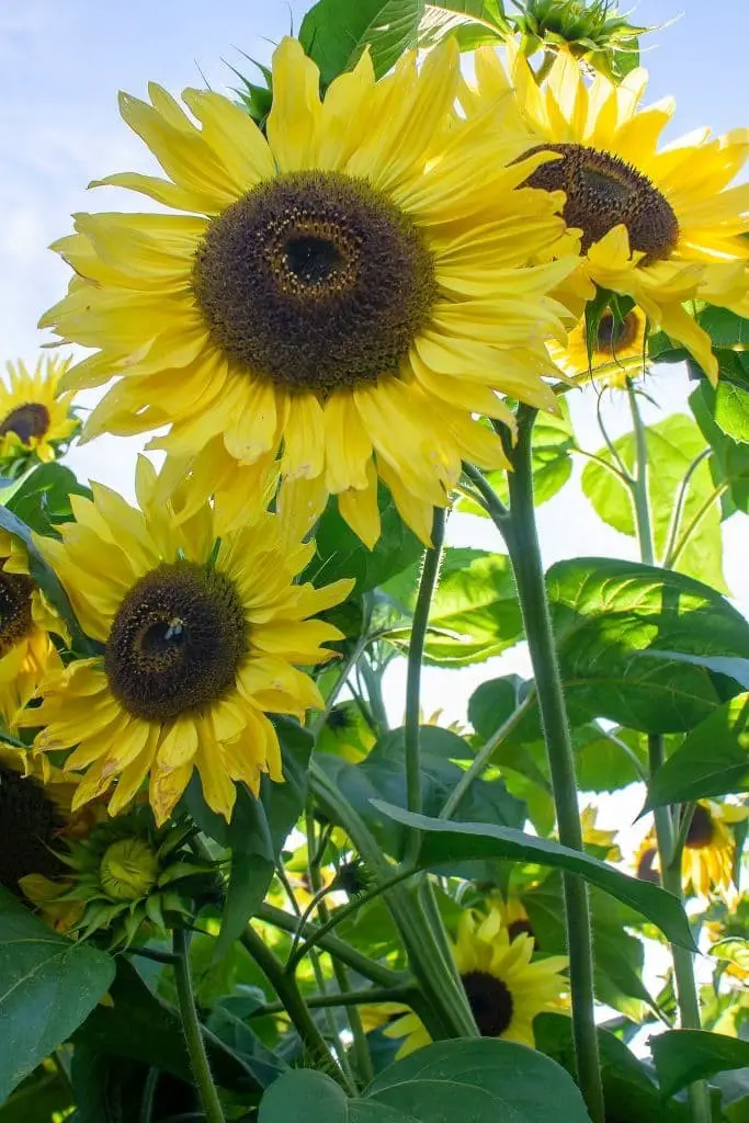 Suntastic yellow sunflower