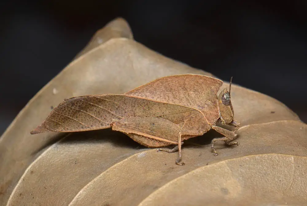 Dead-leaf Grasshopper (Chorotypus saussure).