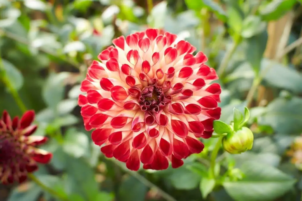 Pompon Dahlias.