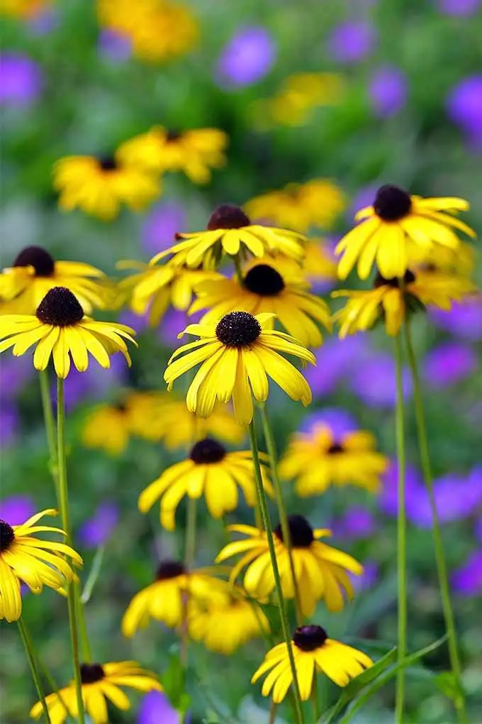 #3. black eyed Susan (Rudbeckia)