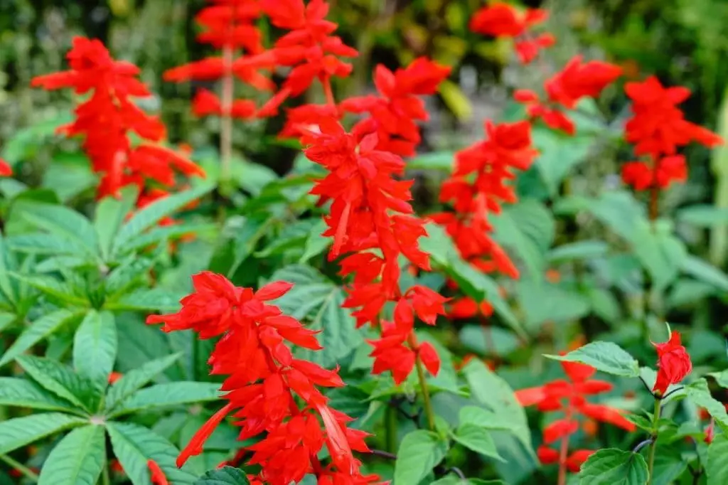 Scarlet Sage (Salvia splendens)