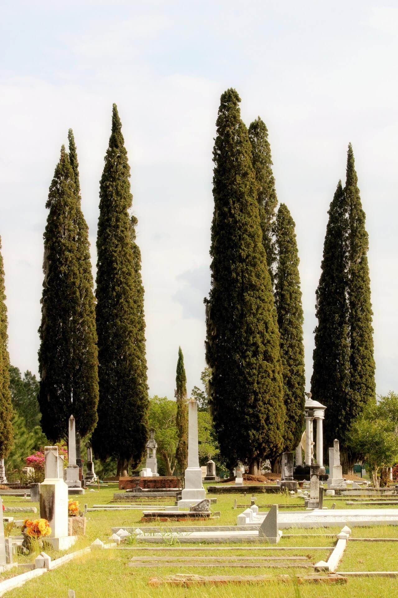 Cypress trees