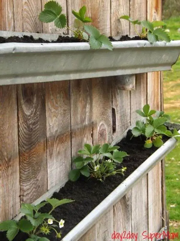 Grow Strawberries on Rain Gutters