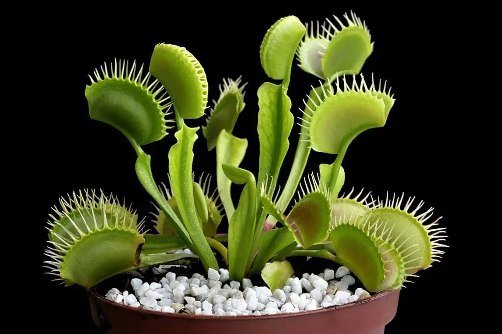 Venus flytrap (Dionaea muscipula).