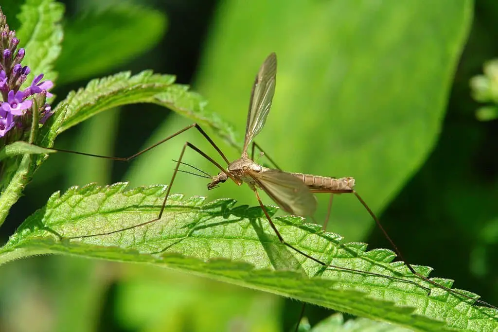 Crane flies.