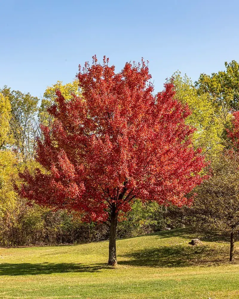 October glory maple (Acer rubrum ‘October Glory‘)