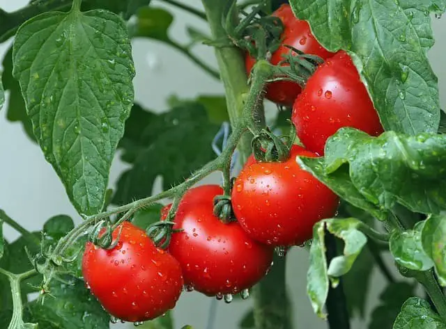 15 Best Vegetables That Grow In Containers  Top Picks 2024