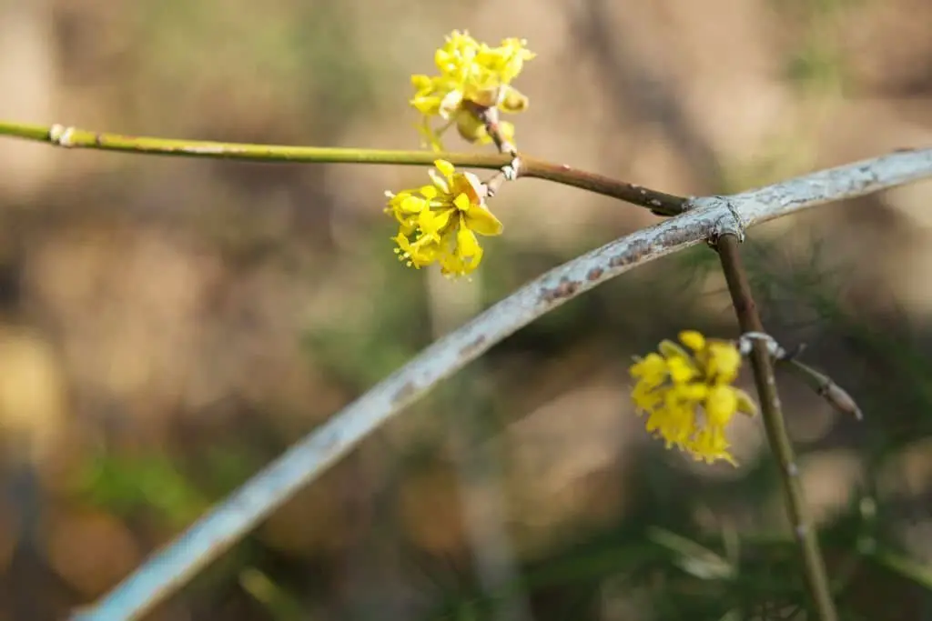 Cornelian Cherry (Cornus mas).