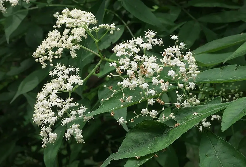 American elderberry (Sambucus canadensis)