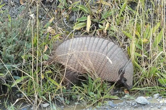 Why should I get rid of armadillos in my yard?