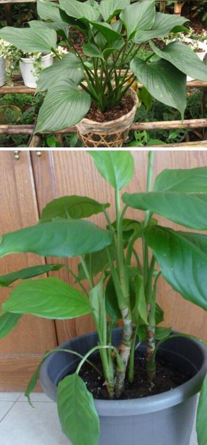 The Chinese Evergreen (Aglaonema modestum)