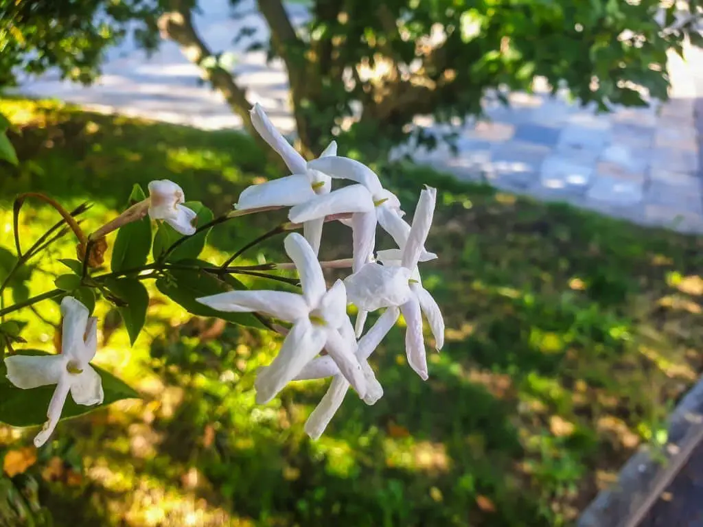 Royal Jasmine (Jasminum Grandiflorum)