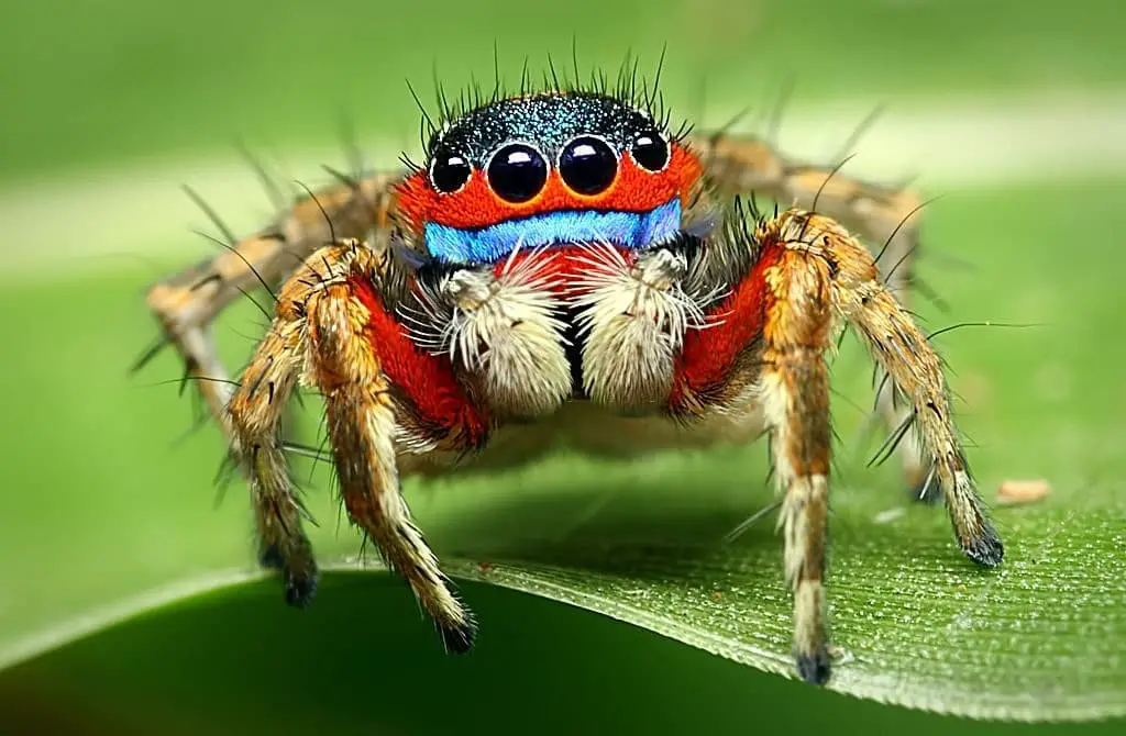 Jumping Spiders (Family Salticidae)