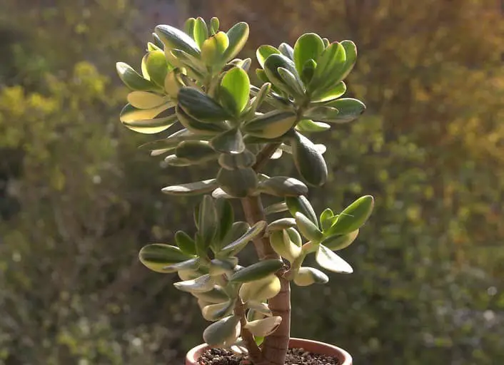 Crassula Ovata ‘Lemon & Lime’ (Variegated Jade)