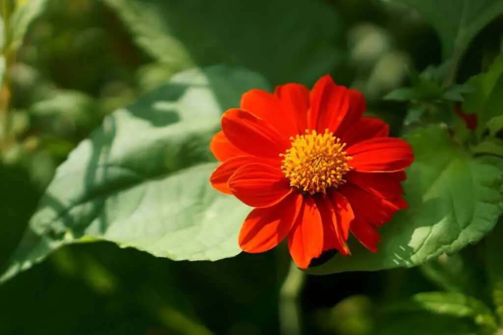 Mexican sunflower (Tithonia diversifolia).