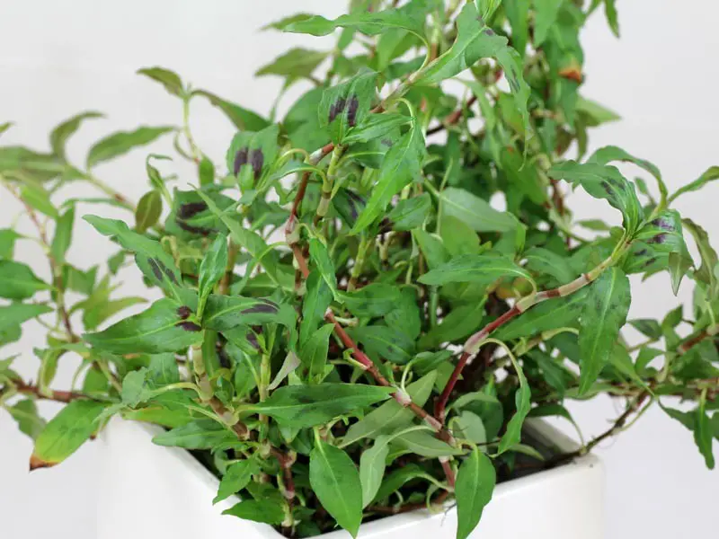 Vietnamese mint, Persicaria odorata