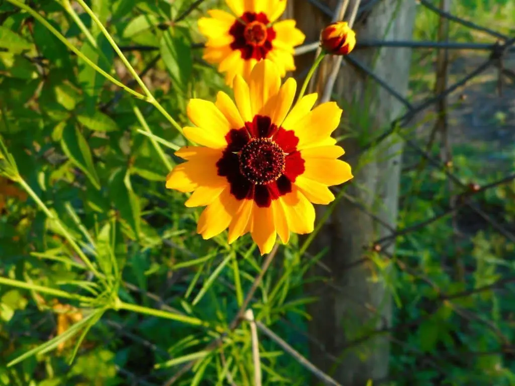 Golden Tickseed (Plains coreopsis).