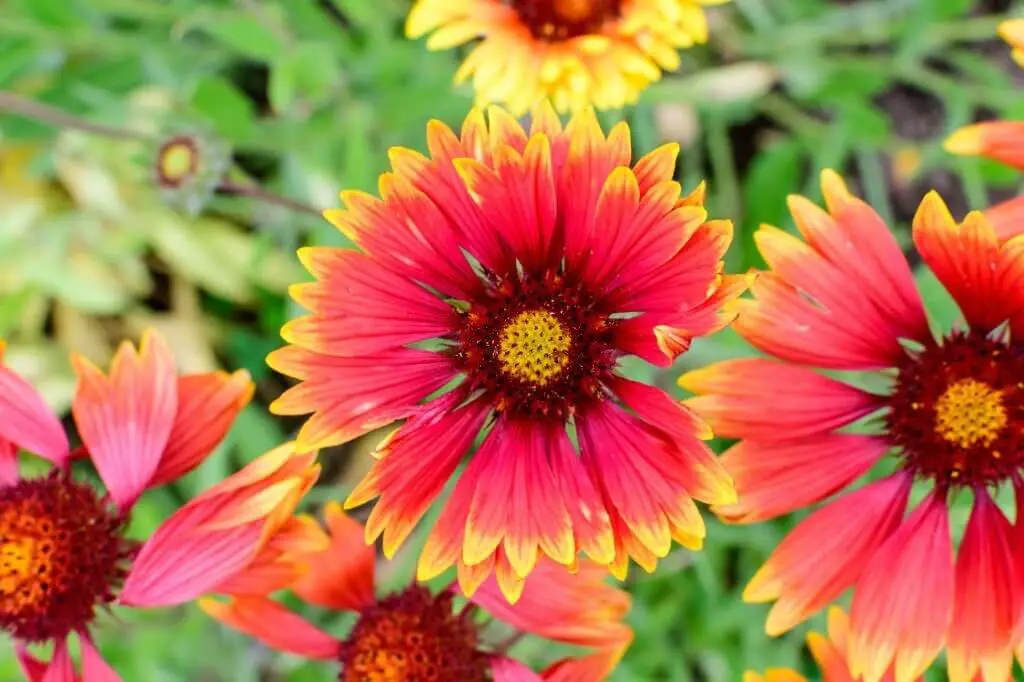 Blanket flowers (Gaillardia).