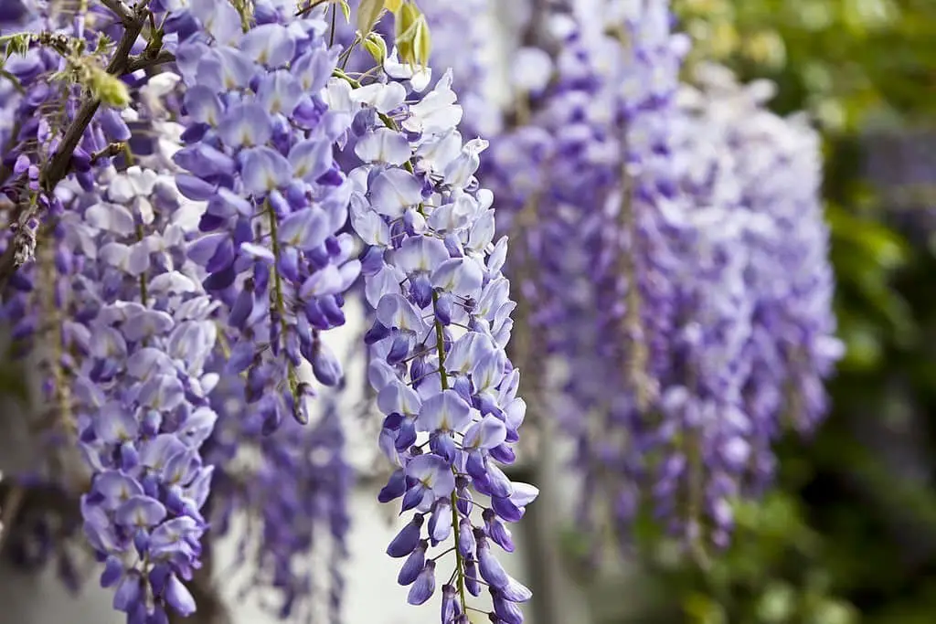 Blue Chinese Wisteria Tree (Wisteria sinensis).