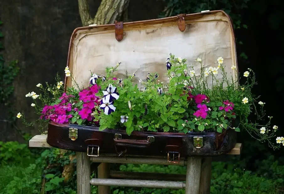 Vintage suitcase flower bed