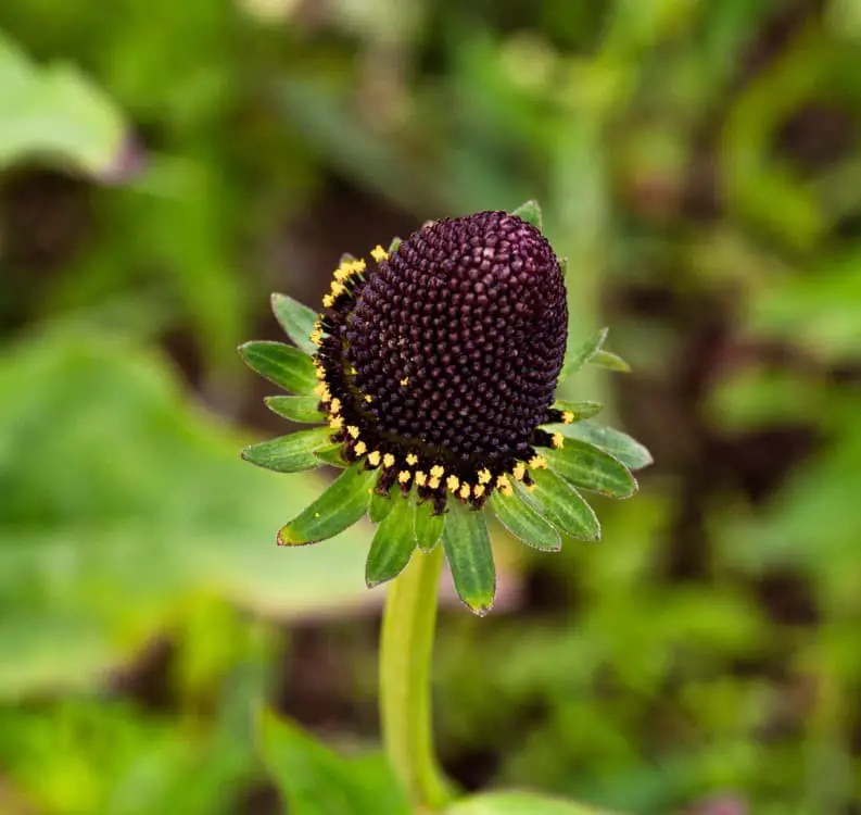 Western Coneflower ‘Green Wizard’ (Rudbeckia occidentalis ‘Green Wizard’).