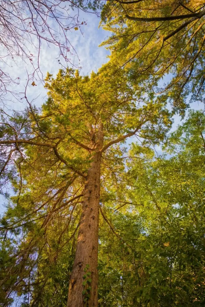 Californian cypress or Gowen cypress (Cupressus goveniana)