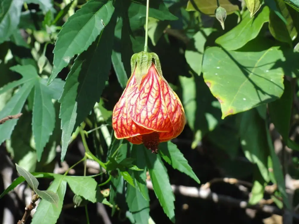 Chinese Lantern (Abutilon pictum)