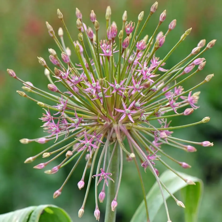 #8. Allium schubertii