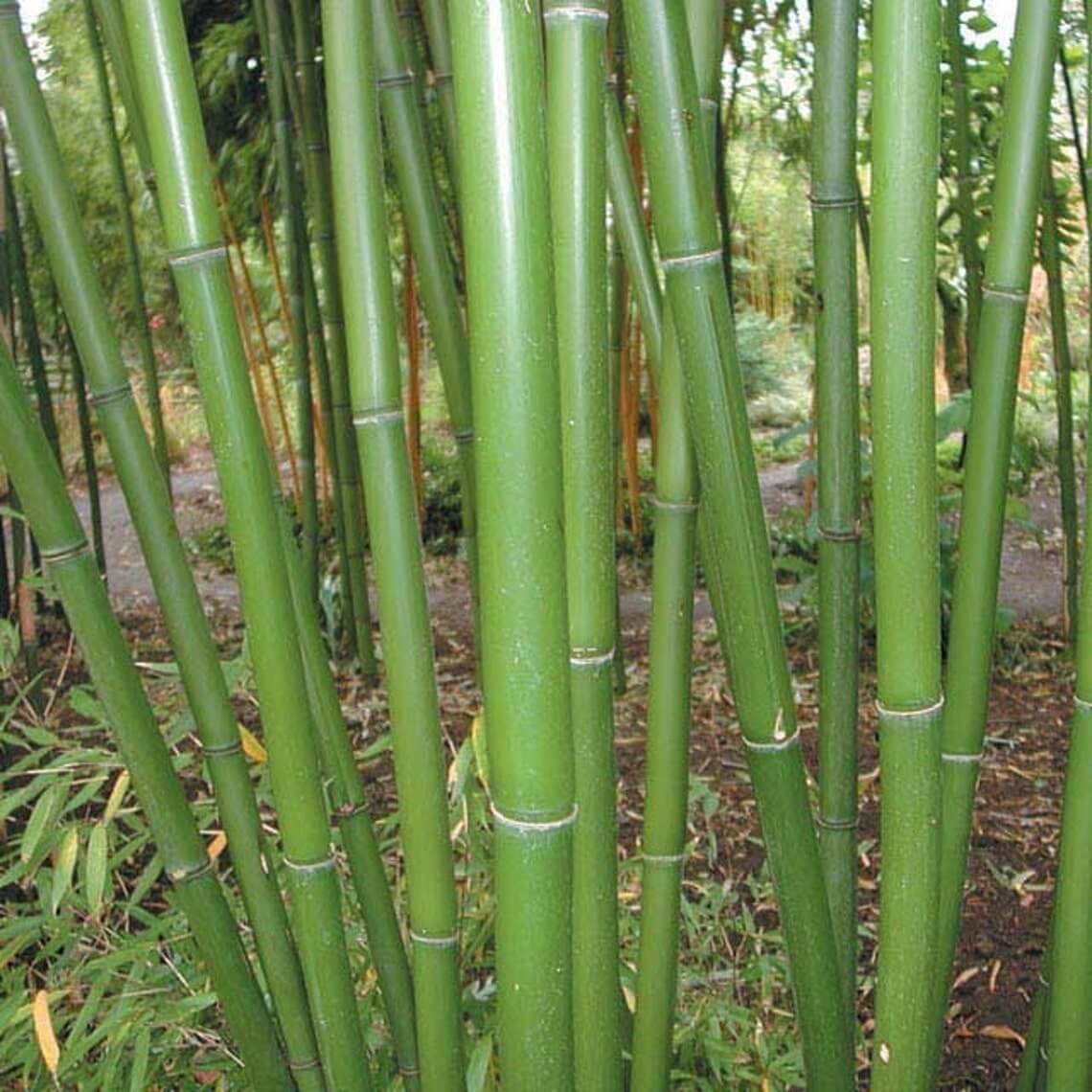 Red Margin Bamboo (Phyllostachys rubromarginata)