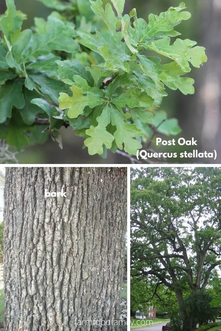 Post Oak (Quercus stellata)