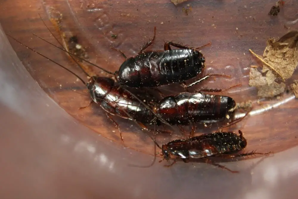 Pennsylvania Wood Cockroach