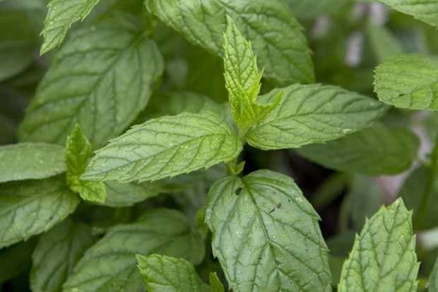 Strawberry Mint (Mentha spicata subsp. citrata ‘Strawberry’)