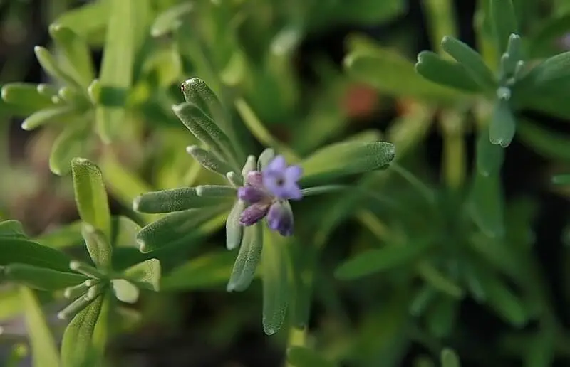 Jean Davis (Lavandula angustifolia ‘Jean Davis’)