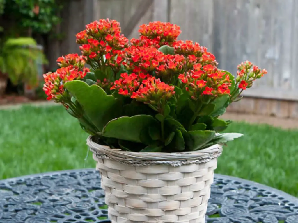 #9 Kalanchoe (Kalanchoe blossfeldiana)