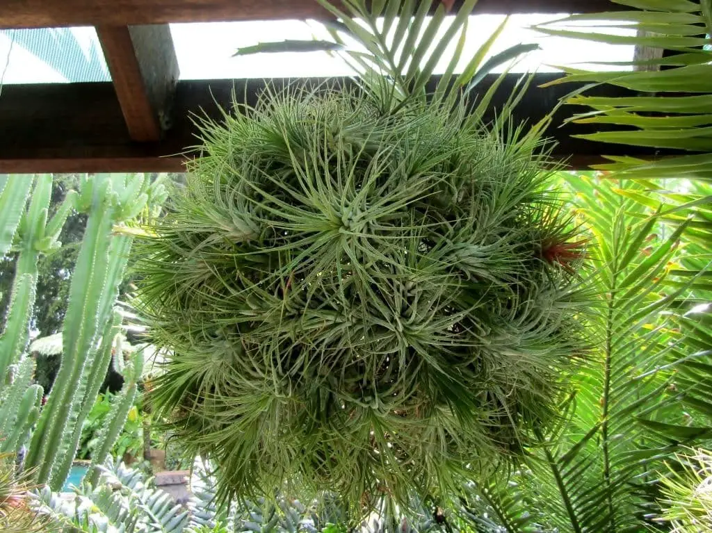 Mad pupper (Tillandsia aeranthos bergeri)