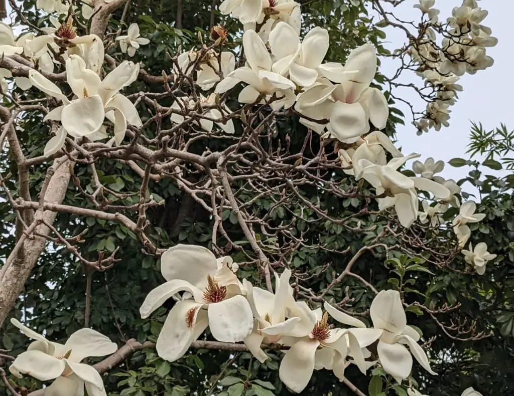 Yulan Magnolias (Magnolia denudata).