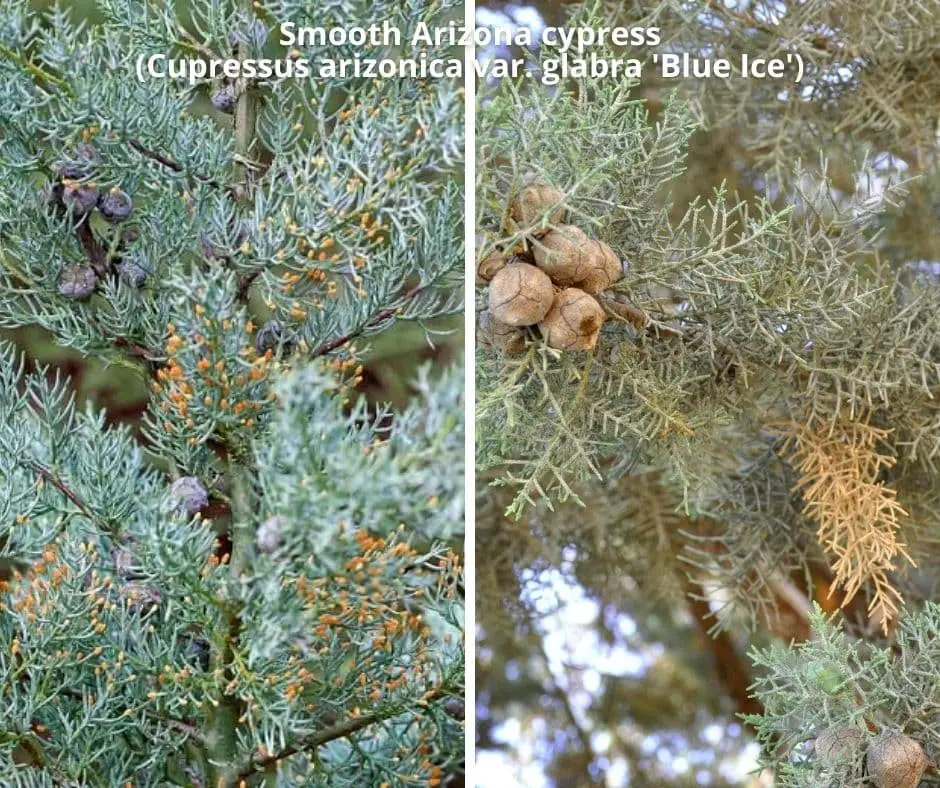 Smooth Arizona cypress (Cupressus arizonica var. glabra ‘Blue Ice’)