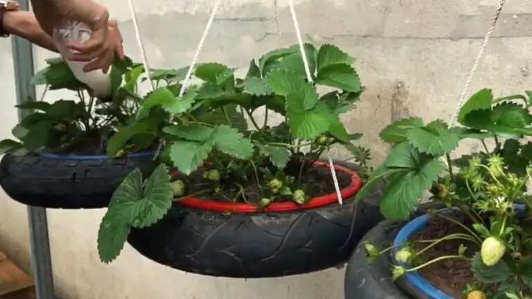 8+ Creative Diy Ideas For Growing Strawberries On Small Garden
