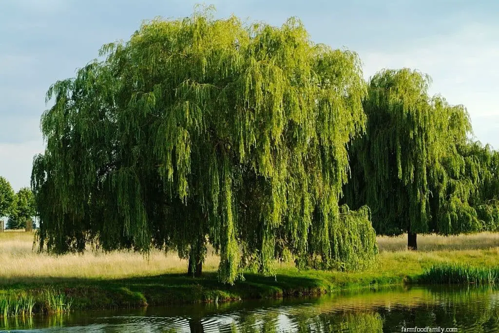 Weeping Willow (Salix babylonica)