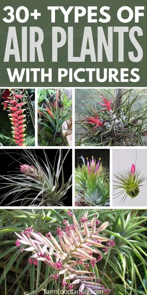 30+ Different Types Of Air Plants (Tillandsia Spp.) With Pictures