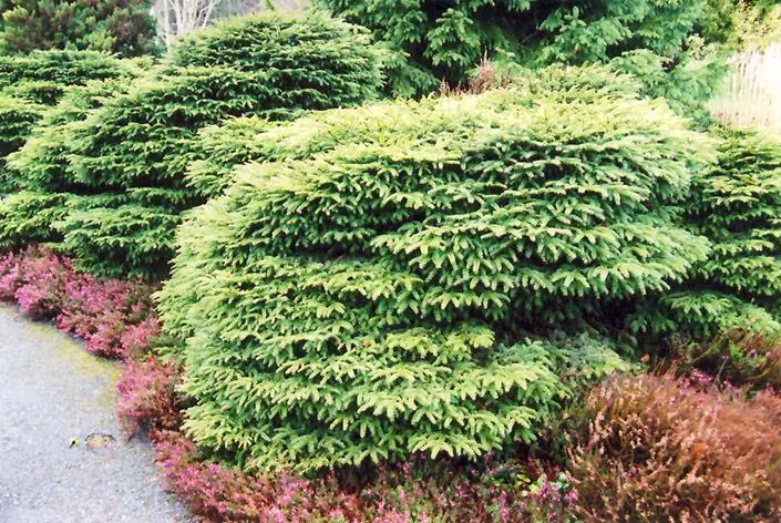 Bird’s Nest Spruce (Picea abies ‘Nidiformis’)