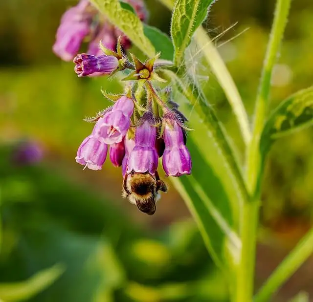 #5. Comfrey