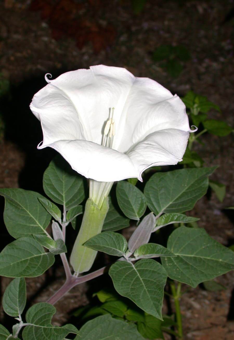 Datura