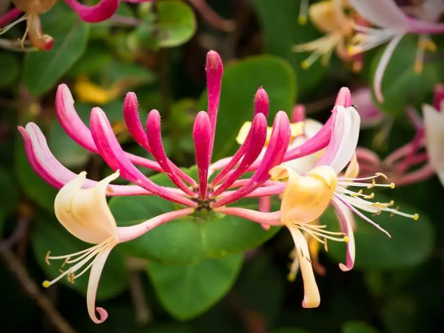 #2. Honeysuckles