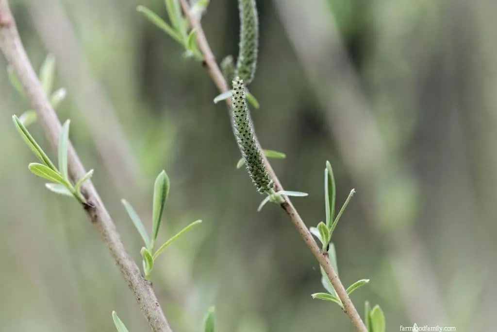 Purple Osier Willow (Salix purpurea)