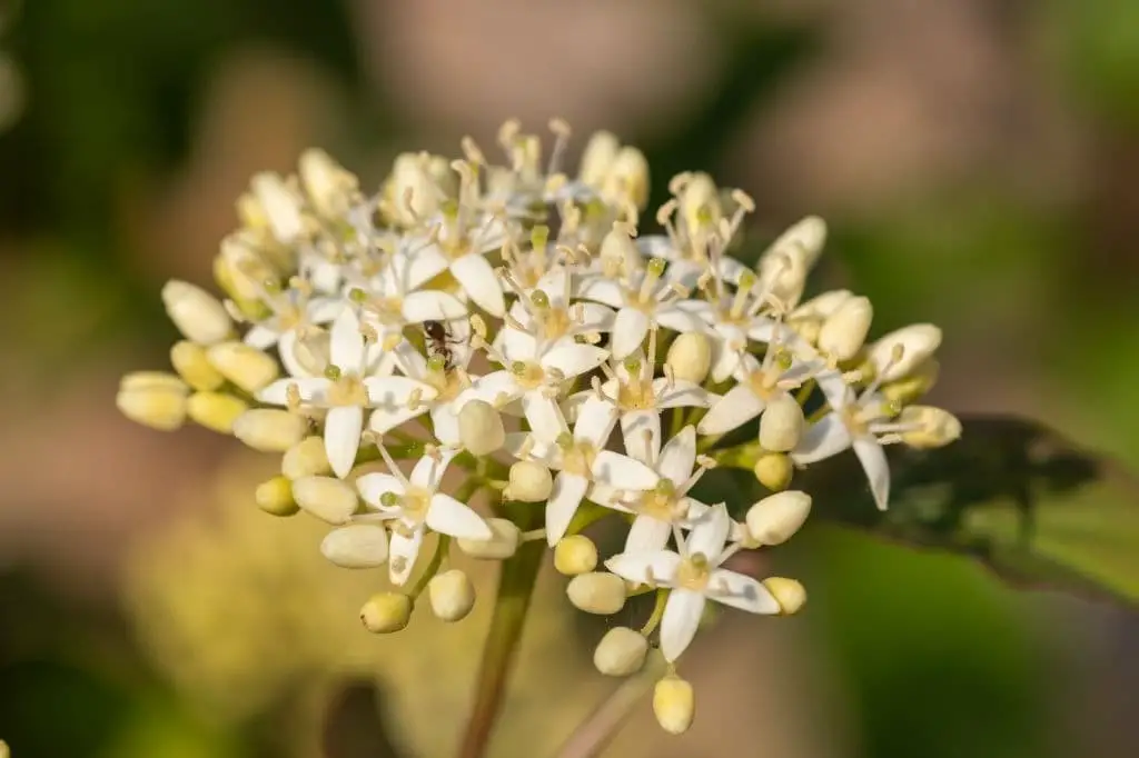 Rough leaf dogwood (Cornus drummondii)