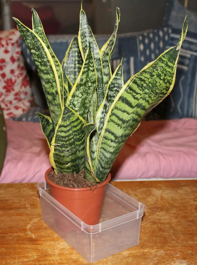 Sansevieria Trifasciata ‘Futura Superba’